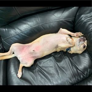 Meet your Posher, Armando